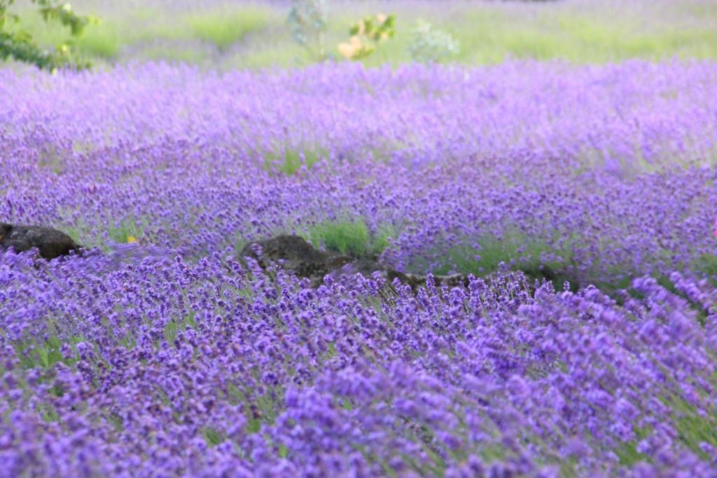 Cottage Pastorale Fujikawaguchiko Exterior foto